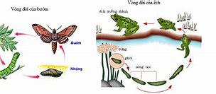 Phát Triển Ở Sinh Vật Là Gì Cho Ví Dụ